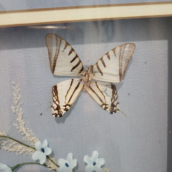Vtg 2 Butterflys & Flowers Mounted In Shadow Box Frame Taxidermy Oklahoma Flaw - Picture 2 of 8